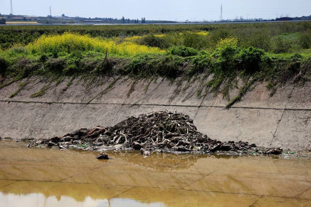 Derisini yüzüp sulama kanalına attılar! O kentte dehşete düşüren görüntüler 1